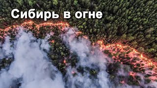 Сибирь в огне. Почему лесные пожары в России начинают тушить только после общественного резонанса.