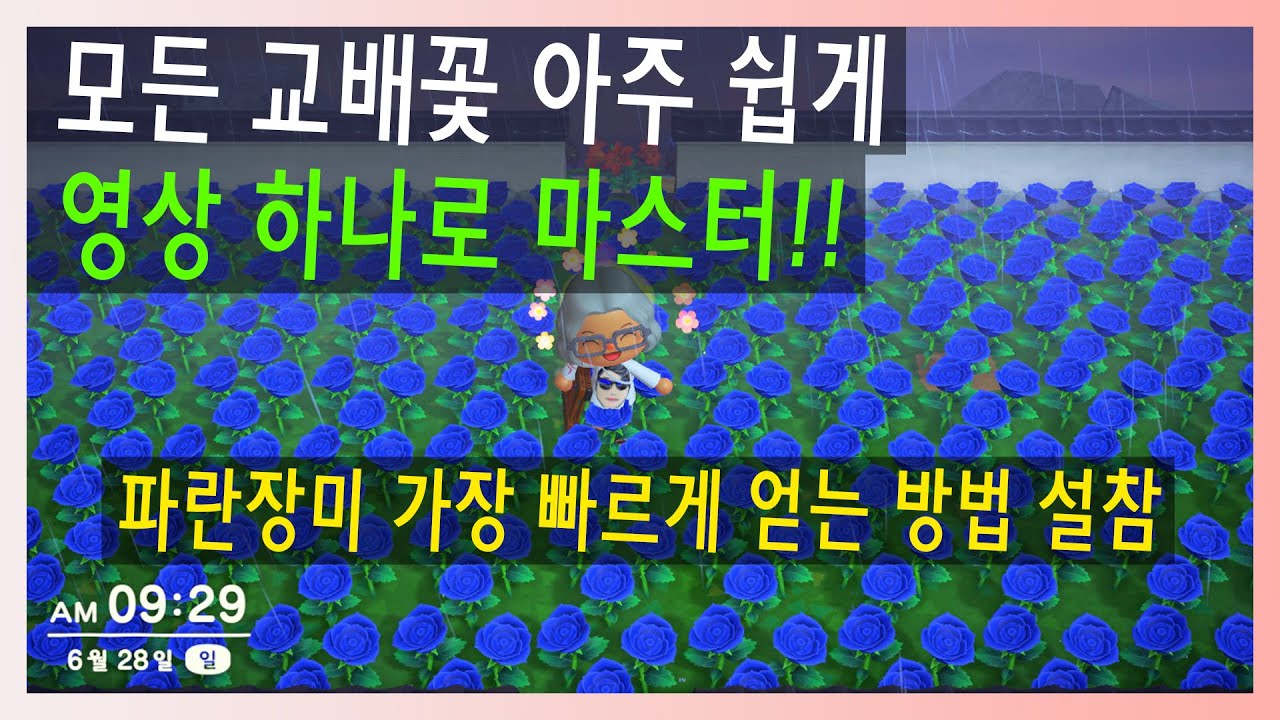 모동숲 초보 꿀팁 필요한사람 주목 !!! 교배꽃 파란장미 황금장미 보라색 히아신스 초록국화 등 모든 특수꽃 한눈에 보자 !! - YouTube 모동숲 초보 꿀팁 필요한사람 주목 !!! 교배꽃 파란장미 황금장미 보라색 히아신스 초록국화 등 모든 특수꽃 한눈에 보자 !! - Youtube