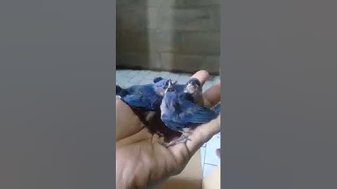 suara masteran handal anakan rambatan paruh merah