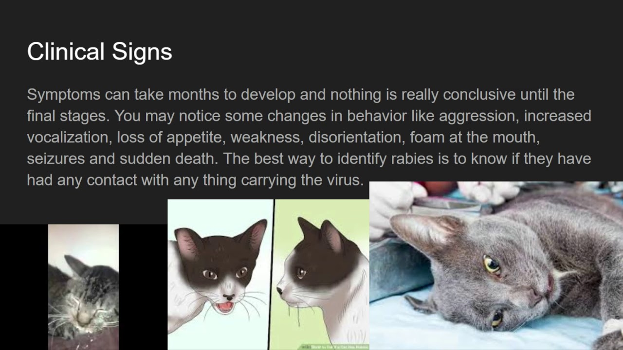 Feline Rabies Presentation - Google Slides - YouTube