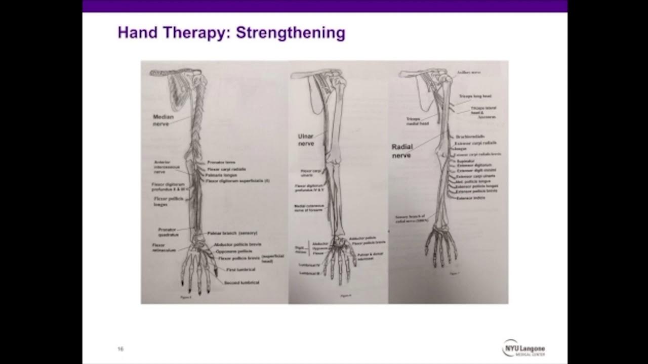 Physical Therapy For Compressive Neuropathies Of The Upper Extremity