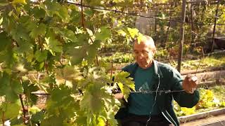 Обрезка старого винограда в Сибири