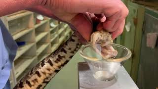 JUMPING vipers?! Yep, venom extraction from Jumping Vipers