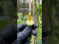 "Pumpkin plant on a moveable trellis." #pumpkin#ytshorts