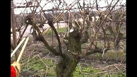 How to Prune a Cane-Style Grapevine