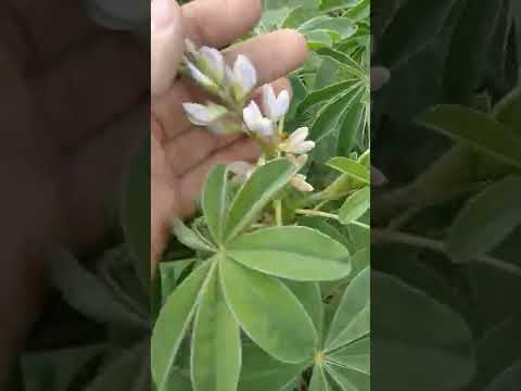 Vídeo: Flores de tremoço: dicas para o cultivo de tremoços