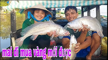 Quá Bất Ngờ Vào Mùa Nước Lũ Mới Kéo Lưới Lên Hốt Cặp Cá Sủ Gần 2 Triệu # SĂN BẮT ĐỒNG THÁP #