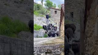 Pen en Asturias #CentralLecheraAsturiana #depueblo #pueblosdeespaña #NoEsUnSaborCualquiera
