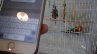 An app that teaches birds to speak screenshot 5