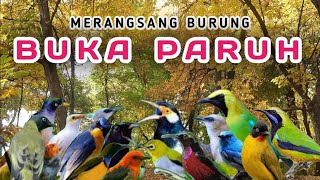 TERAPI MALAM DAN PAGI HARI, MEMBANTU MERANGSANG BURUNG AGAR GACOR, TERAPI AIR SEMUA JENIS BURUNG