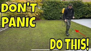 Your GRASS SEED Has Come Through, here's What to do NEXT! by Daniel Hibbert Lawn Expert 18,702 views 2 weeks ago 8 minutes, 26 seconds