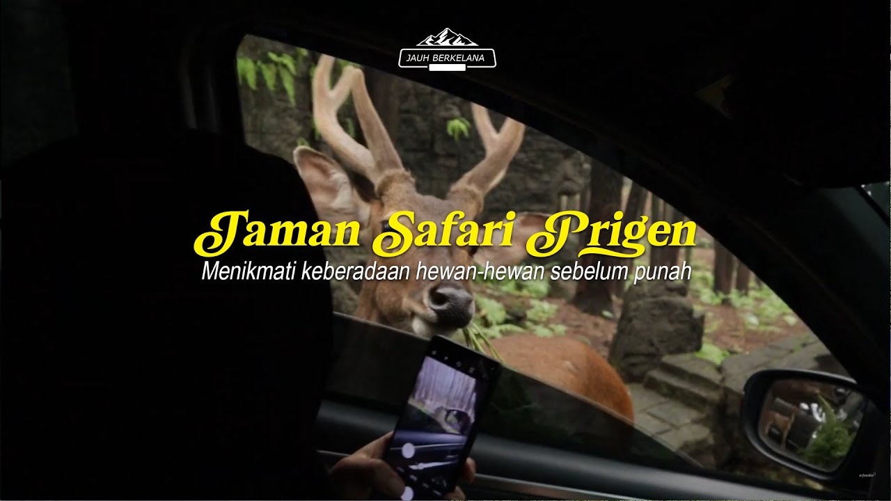 Taman Safari Prigen : Hewannya Liar apa Bukan Sih?? - YouTube