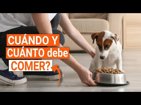 Video: ¿Con qué frecuencia deben ser alimentados los perros adultos?