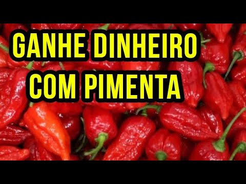 Vídeo: Como Ganhar Dinheiro Cultivando Chinchilas