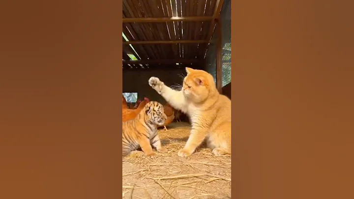 Video 11823111: british shorthair golden, cat vs tiger, tiger chasing