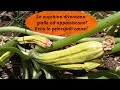 SE LE ZUCCHINE DIVENTANO GIALLE ED APPASSISCONO ECCO LE PRINCIPALI CAUSE