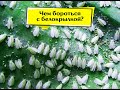 Белокрылка в Огороде. Причины появления и методы борьбы.159