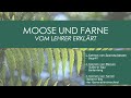 monstera auf balkon Monstera Pertusum (Fensterblatt) kaufen? | Alfredo