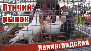 Птичий рынок. Ленинградская. [09.07.2023]