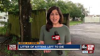 Newborn kittens dumped behind Tampa business
