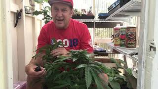 Teets’ Backyard Budz basic nutrients