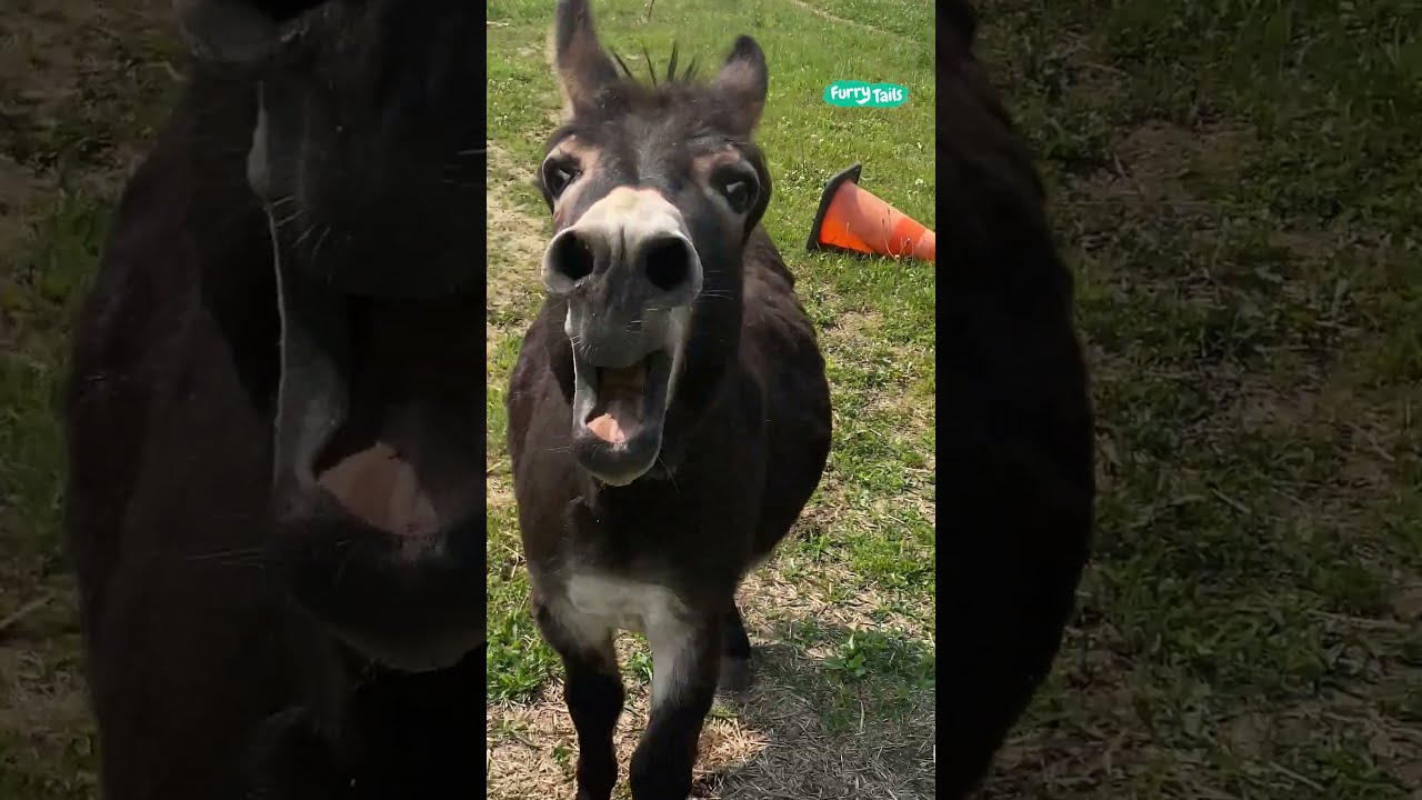  The Donkey Has Something Important To Say Shorts FurryTails