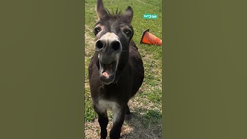 Thumbnail of 😭 The donkey has something important to say #shorts @FurryTails