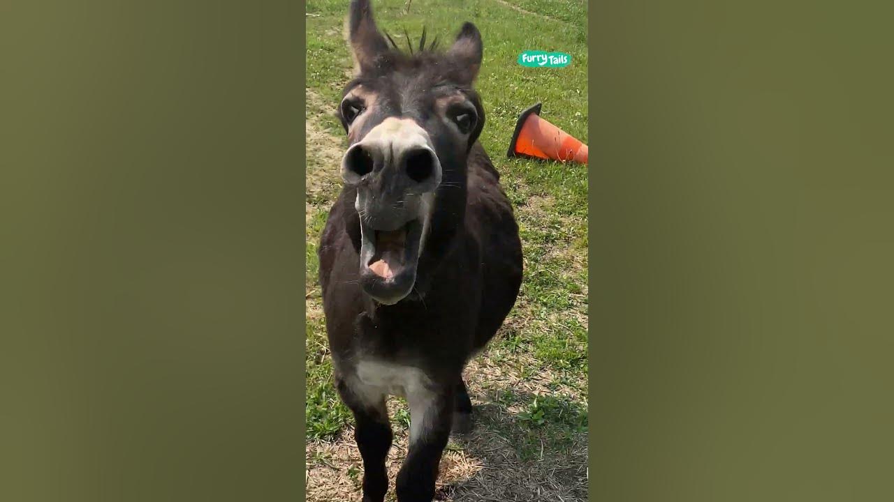 😭 The donkey has something important to say #shorts @FurryTails