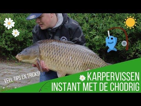 Video: Hoeveel Jaar Leeft Karper?