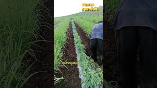 Download Lagu Tumpang Sari Cabe Padi  yang luar biasa MP3 Download Lagu Tumpang Sari Cabe Padi  yang luar biasa MP3