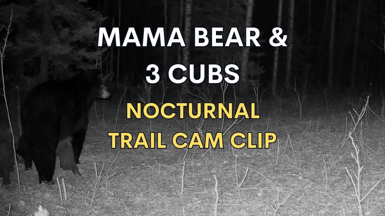 Mama Bear and Cubs: The Cutest Wildlife Footage Ever! - YouTube