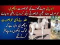 Zula Sial Best Breeder Horse In Pakistan and its breed || Zula Sial wala Ghora||Vchari Khushboo||