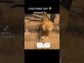 king 👑 lion 🦁 Vs leopard 🐆