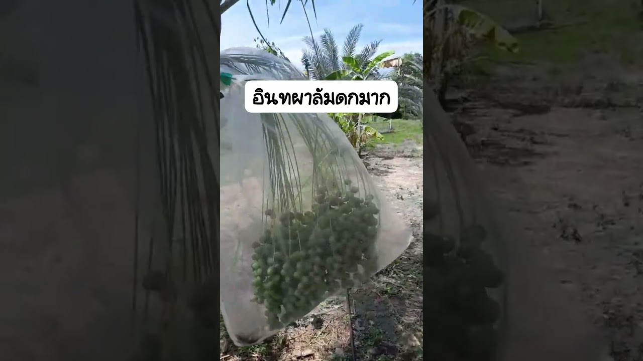 ปีนี้ดกมาเลย บำรุงแร่ธาตุหวานมาก #นาโนแม็ก #farming #ผักปลอดสาร #นารวย