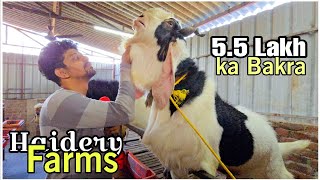 Haidery Goat Farm, Bapgaon | Full Farm Tour