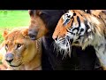 Unbelievable animals friendship