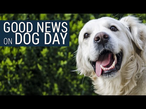 Video: HABRI Istraživanje pronalazi e-mailove vlasnicima pasa koji traže više vježbi