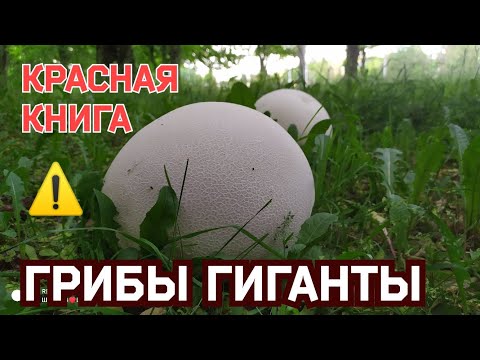 Головач гигантский, грибы гиганты, Красная Книга Беларуси ⚠️