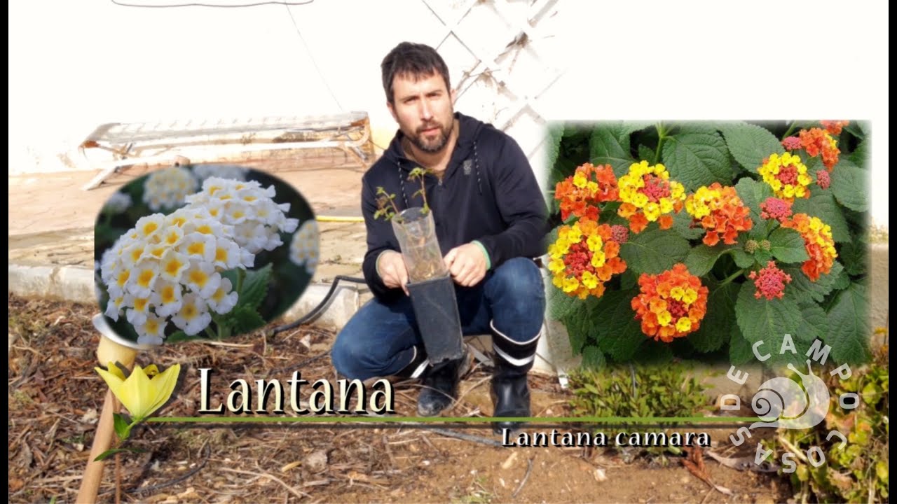 Cultivo de Lantana o Banderita Española.