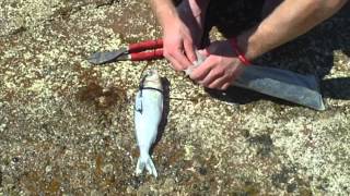 How to rig a shark bait 