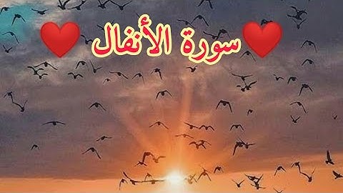 سورة الأنفال  الشيخ حاتم فريد الواعر