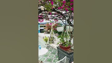 Phụng Miểu Art - Vẽ tranh tường 3D \ Vẽ cá heo \ Vẽ phong cảnh biển \ acrylic painnting #short