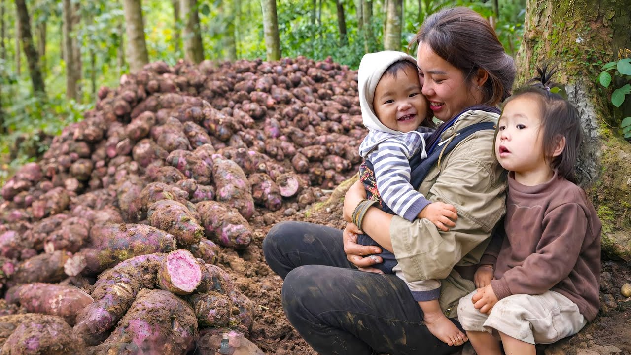 Harvesting 2400kg+ giant wild yam from the mountain to sell at the market with my daughter & son