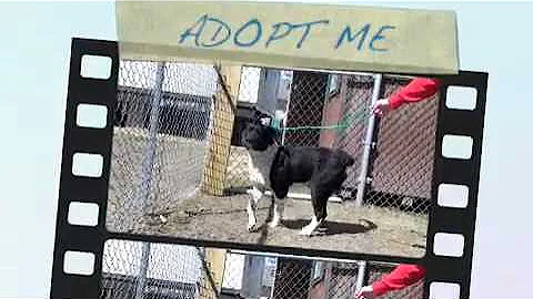 Julius - Lab-Border Collie Mix