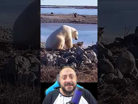 Urso polar fez carinho no cachorro?