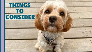 4 REAL Reasons NOT to Get a Cavapoo | What You Need to Know