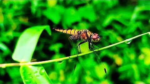 Surah An-Nas ( سورة الناس ) With Urdu Translation | Meccan - Makki Surah | Surah No: 114.