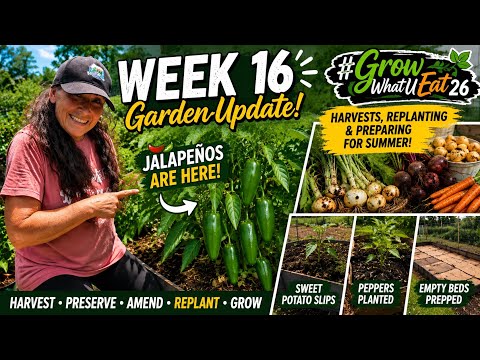 Jalapeños Are Here! Week 16 Garden Update