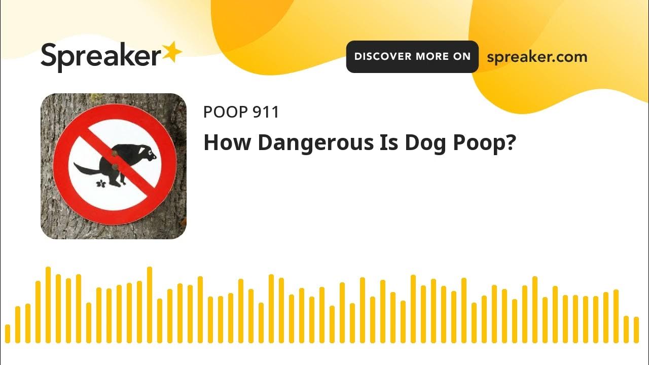 How Dangerous Is Dog Poop? YouTube