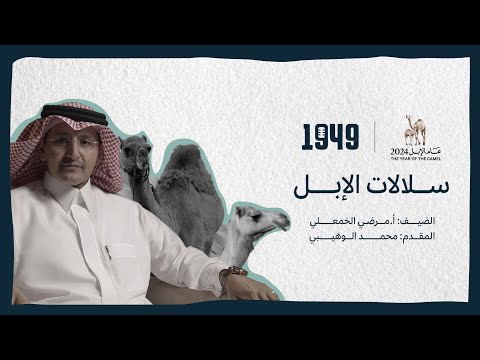 بودكاست 1949 سلالات الإبل